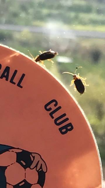 invasione in casa di questi insetti